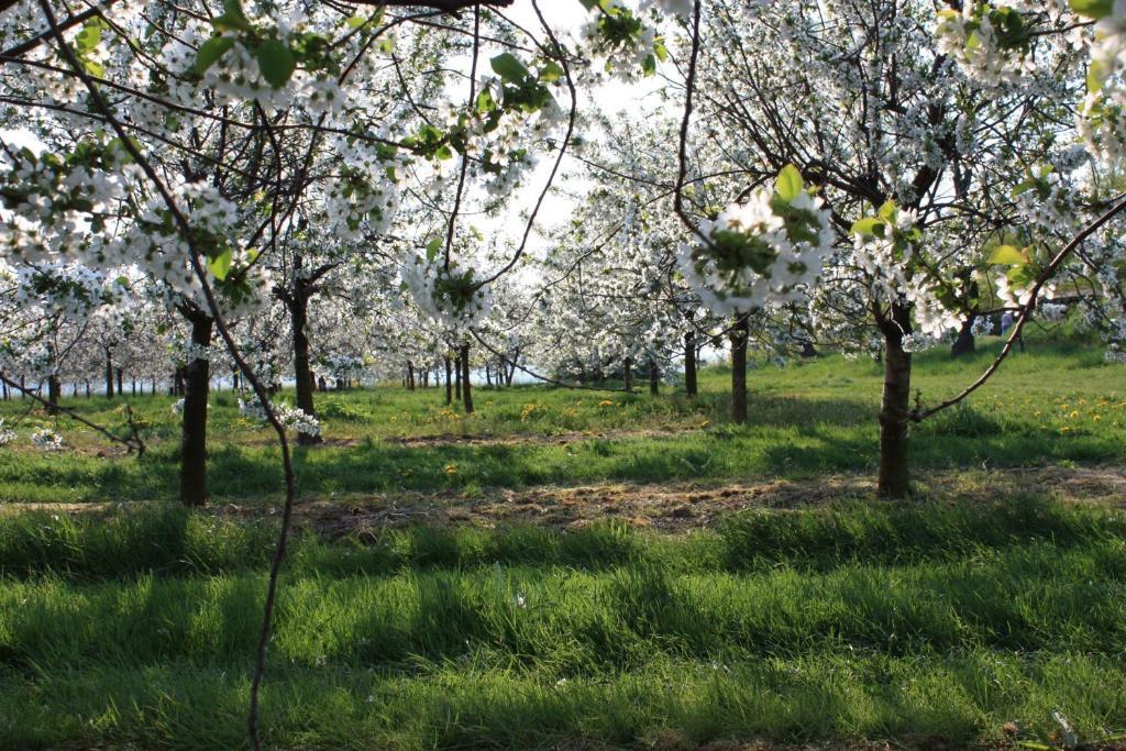 Landhotel Rosenschaenke Kreischa Dış mekan fotoğraf